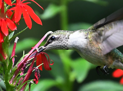 Hummingbird, photograph