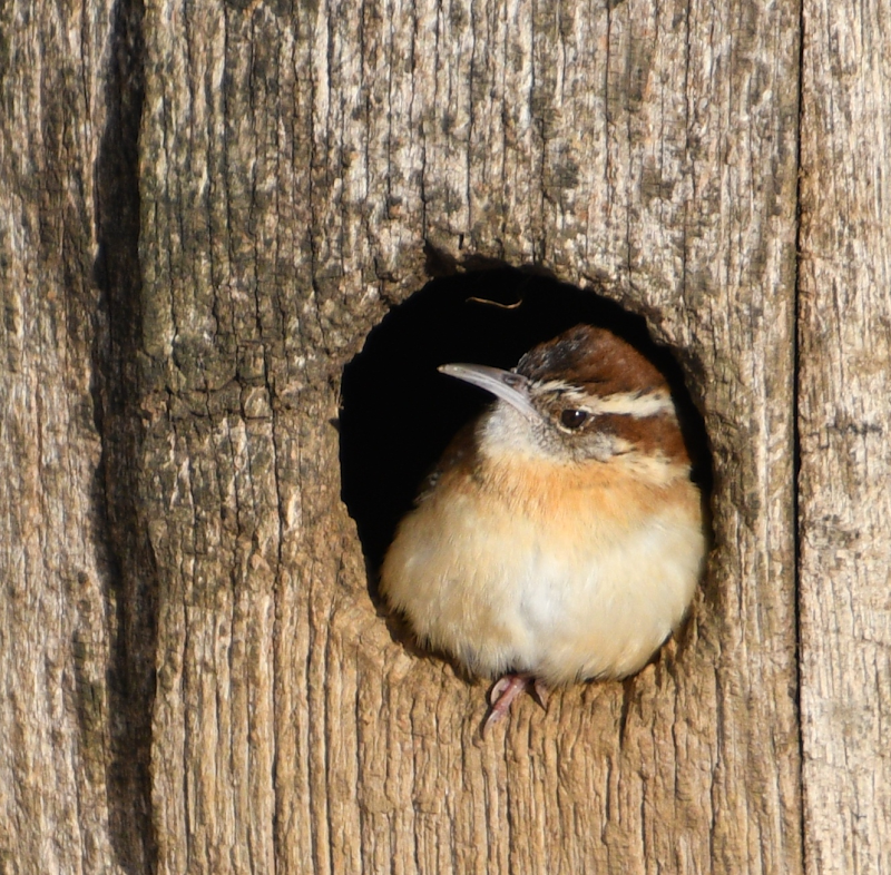 Carolina Wren in Barrel