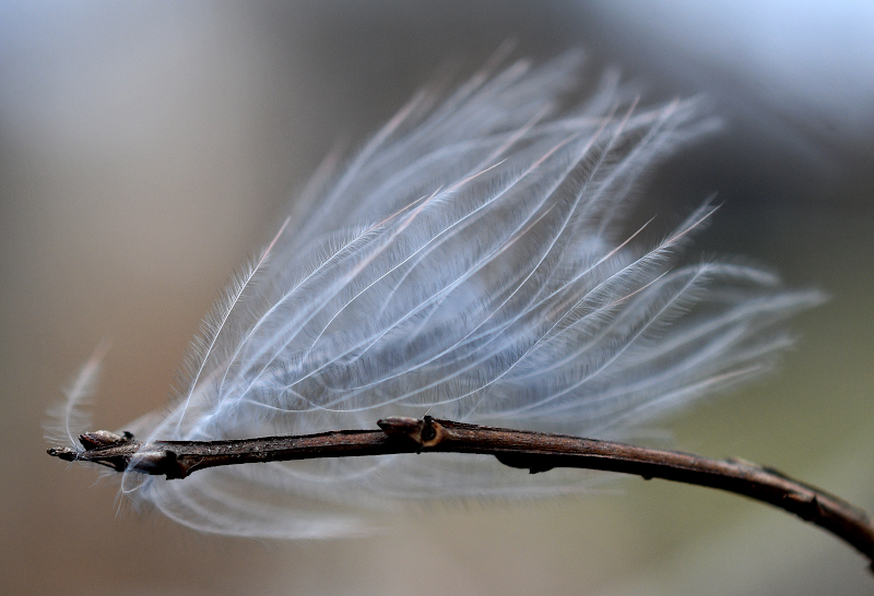 Feather