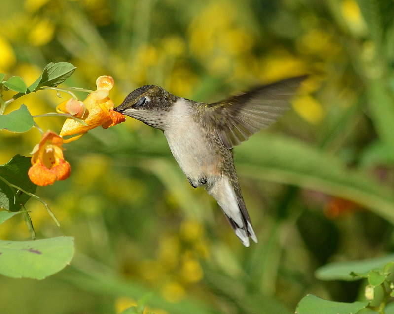 Hummingbird