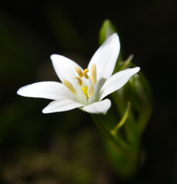 Star of Bethlehem